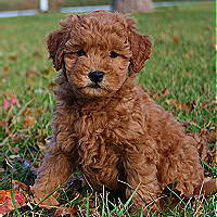 Mini hot sale goldendoodle midwest